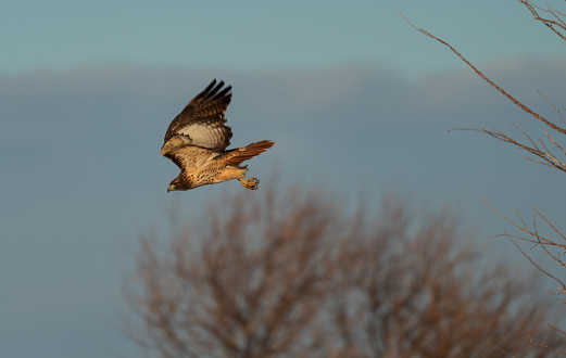 Red-tailed hawk in flight in Colorado