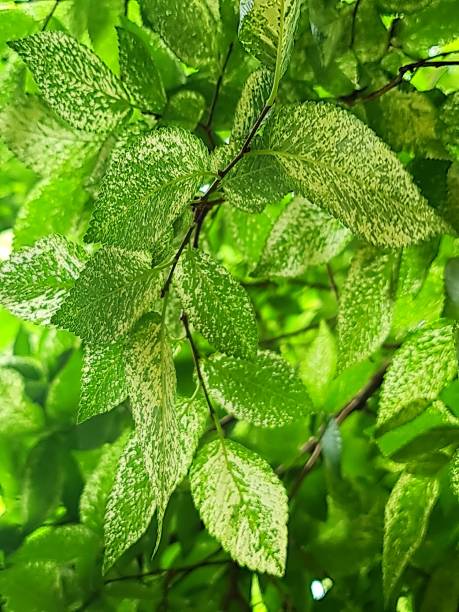 istock Collection of Flora photos Sunday stroll 1843988944