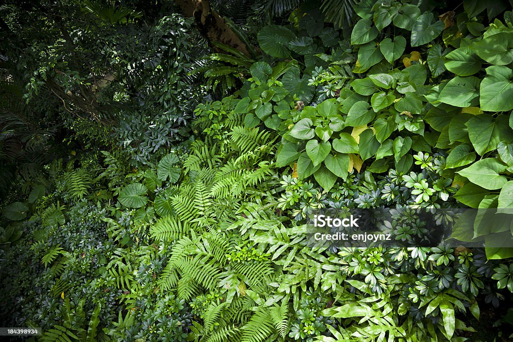 Green vegetation Lush green plants. Backgrounds Stock Photo