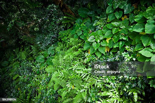 Green Vegetation Stock Photo - Download Image Now - Backgrounds, Bush, Color Image