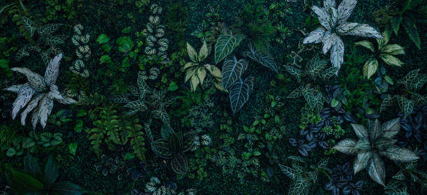 istock Group of dark tropical  green leaves background. 1843989972