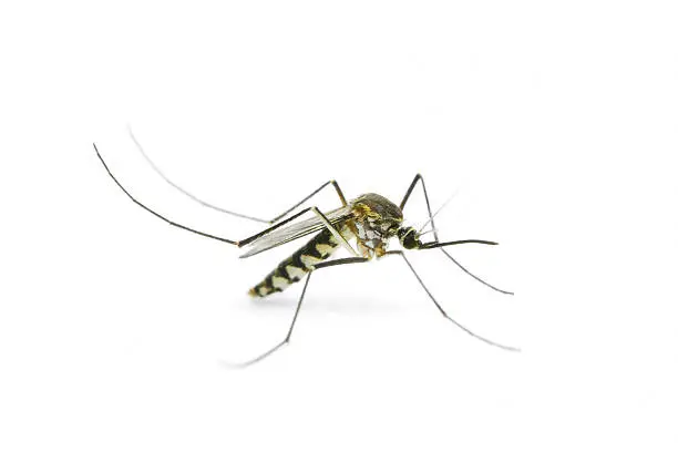 Photo of Mosquito on white background