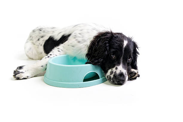 Hungry Dog Pictures | Download Free Images on Unsplash