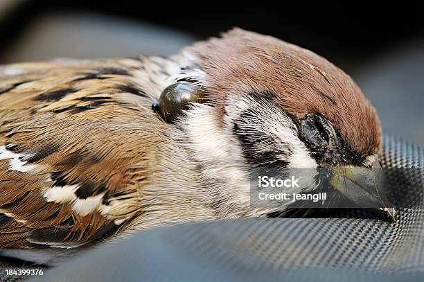 Gorrión Asesinados Por Marcar Foto de stock y más banco de imágenes de Garrapata - Animal - Garrapata - Animal, Pájaro, Animal