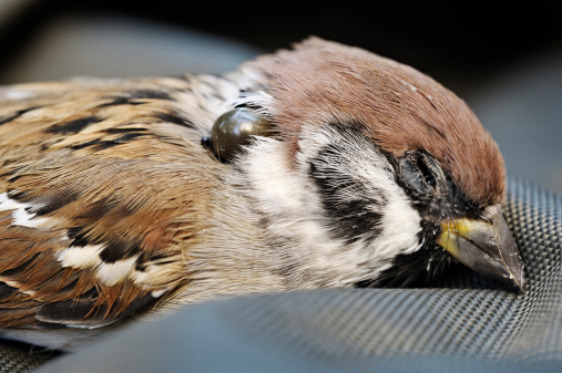The tick that killed this sparrow is a shiny swollen ball visible attached to its neck