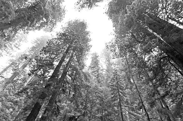 Giant Coastal Redwood tree photographed in Redwood National park in California. Coastal Redwoods are the tallest living things on Earth. Fog plays a vital role in the survival of these trees, protecting them from drought during the dry summer months.