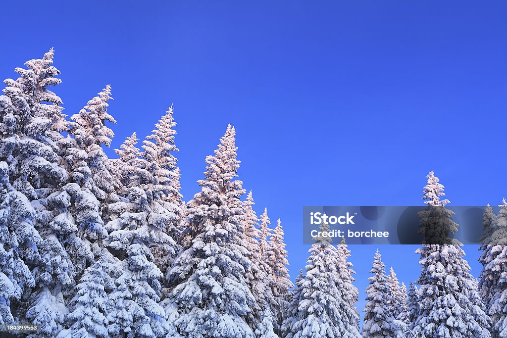 Winter foresta - Foto stock royalty-free di Abete