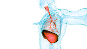 Human Respiratory System Lungs with Diaphragm Anatomy