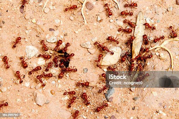 Vermelho Formigas - Fotografias de stock e mais imagens de Formiga - Formiga, Formigueiro - Criação animal, Grupo grande de animais