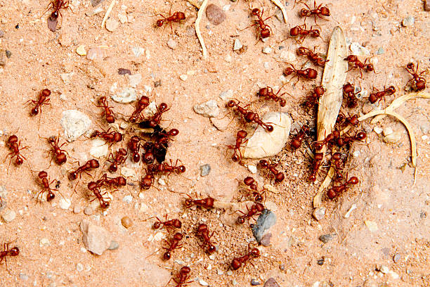 красный ants - anthill стоковые фото и изображения