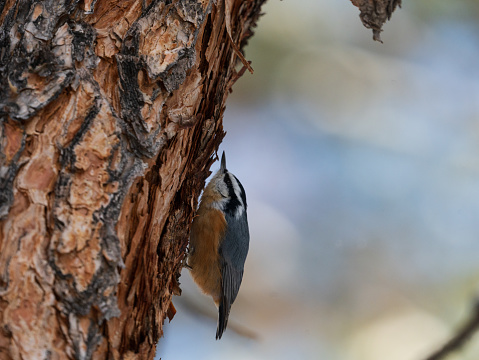 Red breasted Nuthatch in Colorado