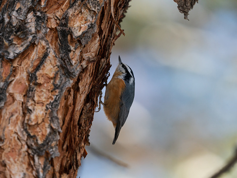 Red breasted Nuthatch in Colorado