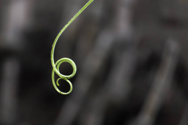 tendrils of melon plants hanging from a fence.