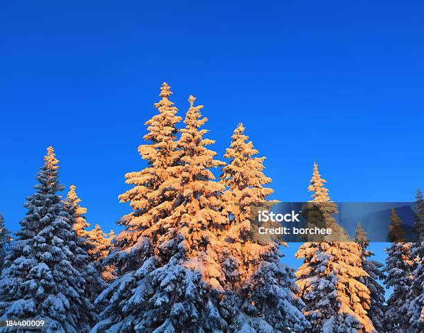 Amanecer Foto de stock y más banco de imágenes de Abeto - Abeto, Abeto Picea, Agua helada