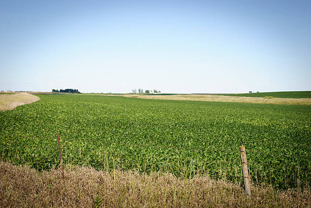 istock Iowa Soybean Field 184400333