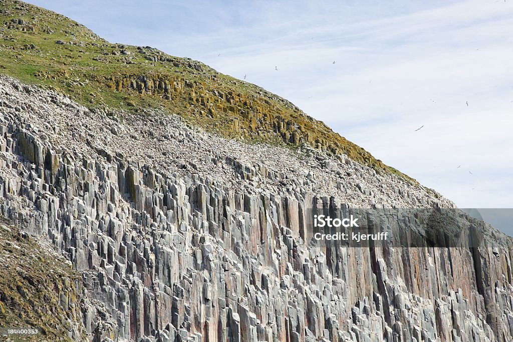 Ailsa Craig, colônia de aves - Foto de stock de Escócia royalty-free