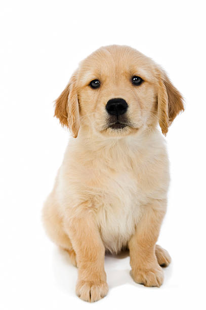 istock Golden Retriever puppy sitting down  184400477
