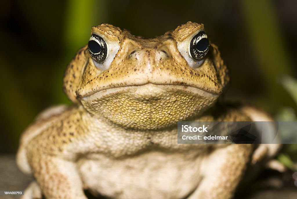 Cane Toad "Central American Cane Toad, now featured in Australia and no one's happy, 'cept maybe the toad." Cane Toad Stock Photo