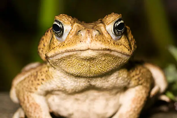 "Central American Cane Toad, now featured in Australia and no one's happy, 'cept maybe the toad."