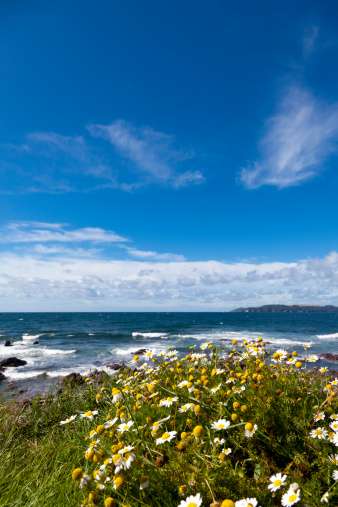 A beautiful late summer landscape of the English Devon coast with flowers and beach. Looking over to Cornwall.  Sharp focus is on rocks in mid frame. Adobe RGB 1998 profile.