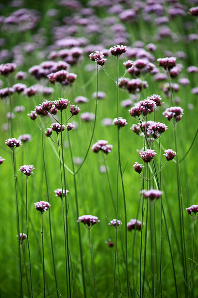 istock Pink Flowers / Verbena Bonariensis 184400927