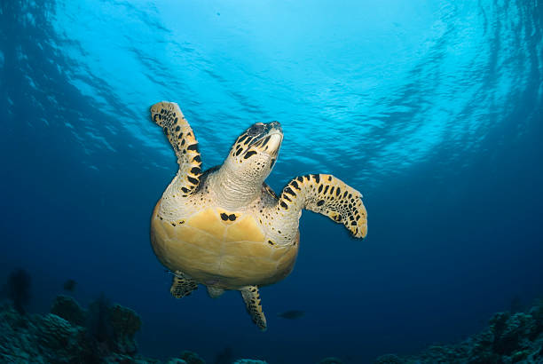 Flying Blue Turtle 110+ Flying Sea Turtle Stock Photos, Pictures & Royalty-Free Images ...