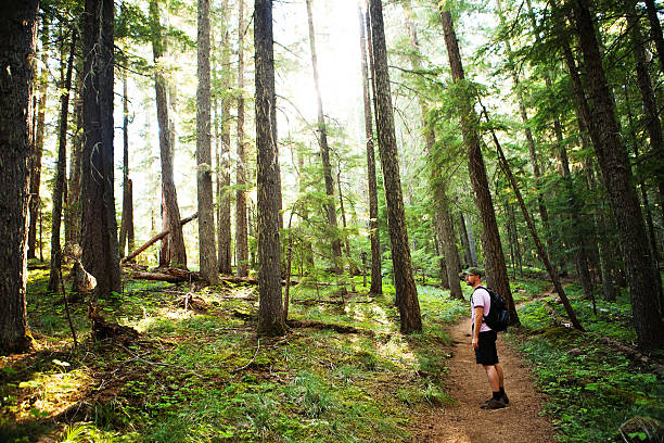 Hiker on the Pacifc Crest Trail "A hiker takes a break to look at the amazing scenery along part of the Pacific Crest Trail in the Mt. Hood National Forest in Oregon.  The Pacific Crest Trail runs along the western seaboard from the southernmost part of California to British Columbia, Canada." pacific crest trail stock pictures, royalty-free photos & images