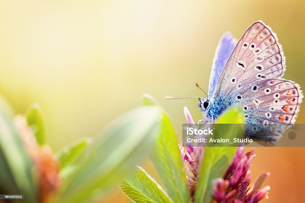 Maculinea arion butterfly "Colourful butterfly - Polyommatus icarus, Common BlueThe Common Blue (Polyommatus icarus) is a small butterfly in the family Lycaenidae." Butterfly - Insect Stock Photo