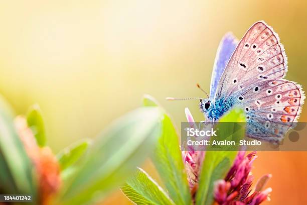 Maculinea Arion Butterfly Stock Photo - Download Image Now - Butterfly - Insect, Flower, Macrophotography