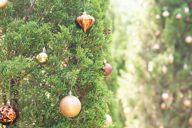 istock Thuja decorating by Christmas ornament. Tropical Christmas background. 1844012957