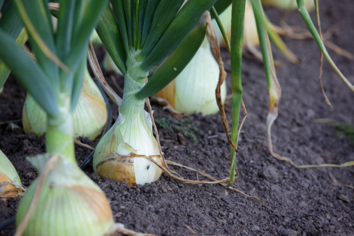 Plant spring onions that are growing in season. Ripe Onion plants row growing on field, close up. with onion bulb, closeup. Rows on the onion plantation in the vegetable garden agriculture