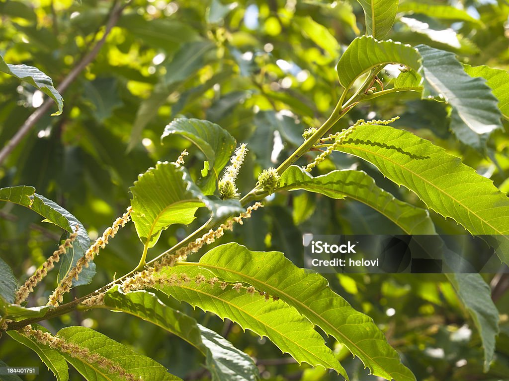 Blühenden Kastanie - Lizenzfrei Baum Stock-Foto