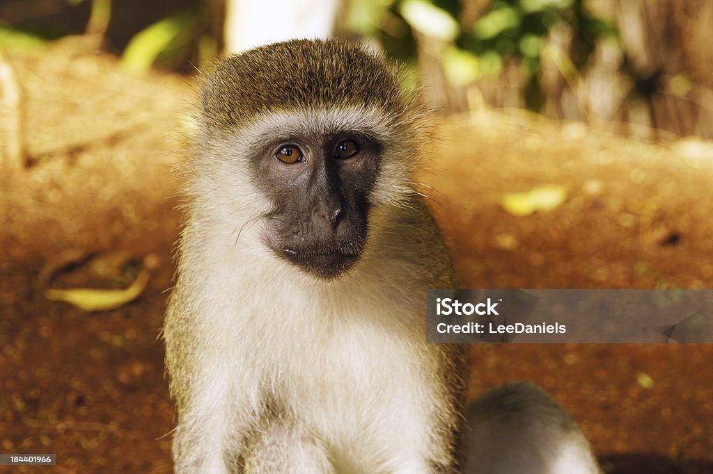 Vervet Monkey "Vervet Monkey in Tsavo East National Park, Kenya." Vervet Monkey Stock Photo