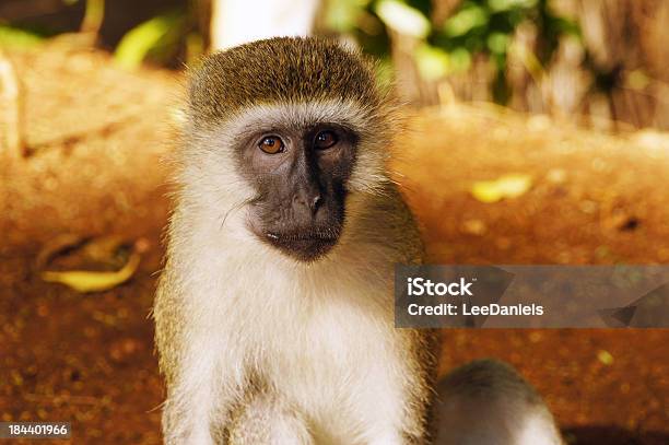 Vervet Monkey Stock Photo - Download Image Now - Vervet Monkey, Africa, Animal