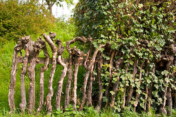 Vine Fence Fence made aaaaof old vines. misshaped stock pictures, royalty-free photos & images