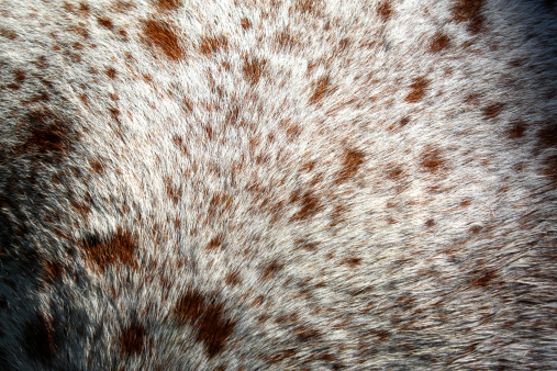 close up shot of brown and white spotted horse hair