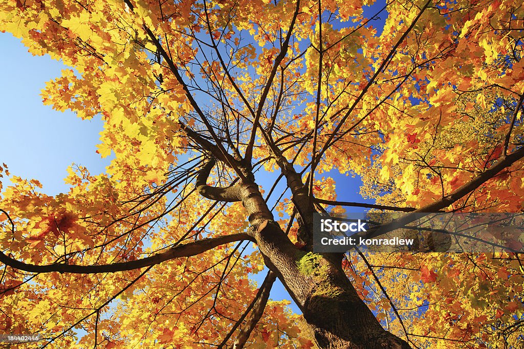 Осеннее дерево Глядя вверх-красочные Осенние листья - Стоковые фото Ветвь - часть растения роялти-фри