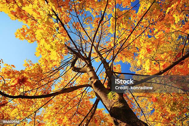 Осеннее Дерево Глядя Вверхкрасочные Осенние Листья — стоковые фотографии и другие картинки Ветвь - часть растения