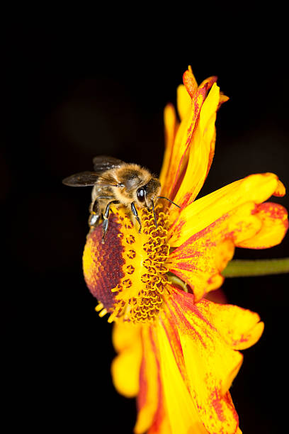Bee collecting pollen on orange flower