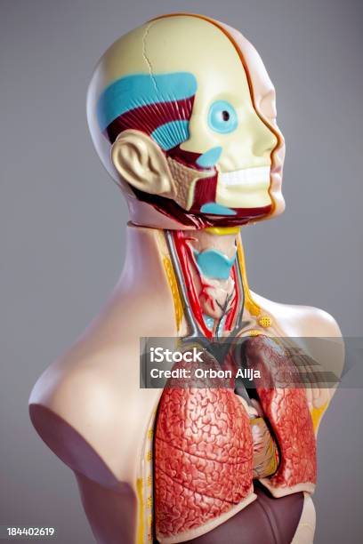 Anatomía De Modelo Foto de stock y más banco de imágenes de Anatomía - Anatomía, Aprender, Arteria humana