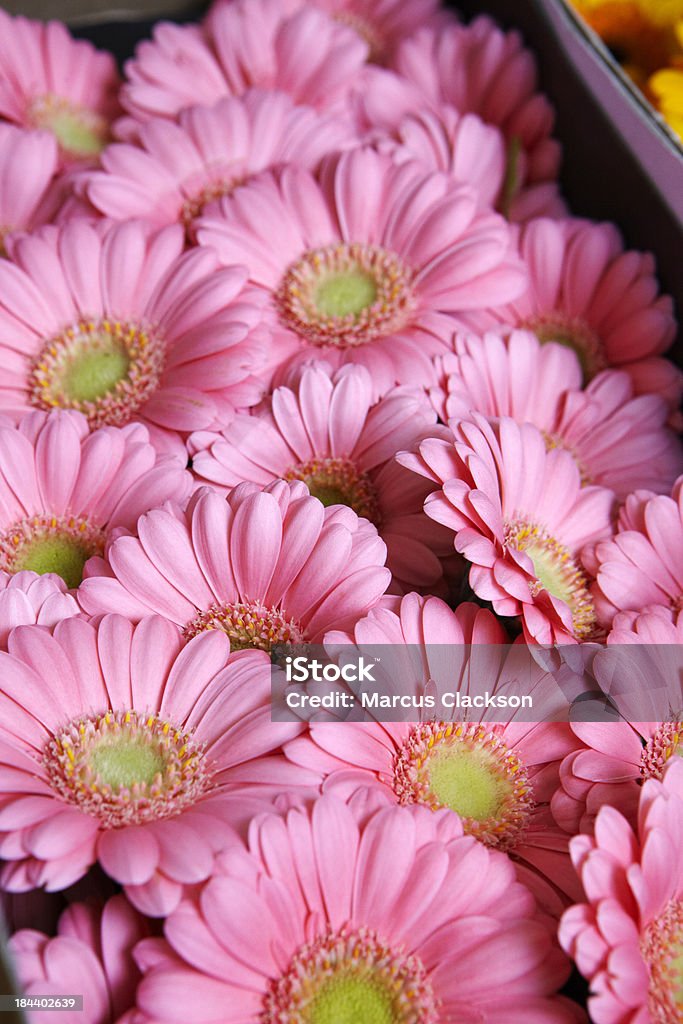 Розовый Gerberas в коробке - Стоковые фото Астровые роялти-фри