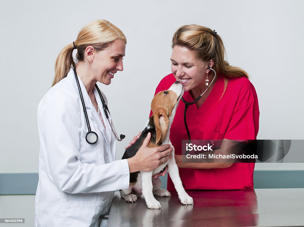 Cuidados veterinários - Royalty-free 40-49 Anos Foto de stock