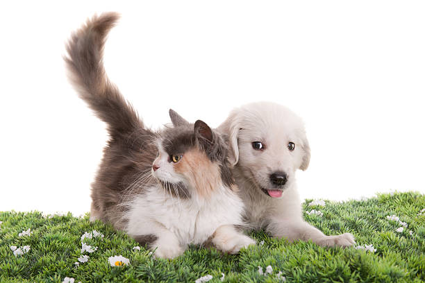 istock beautiful cat and dog 184403823