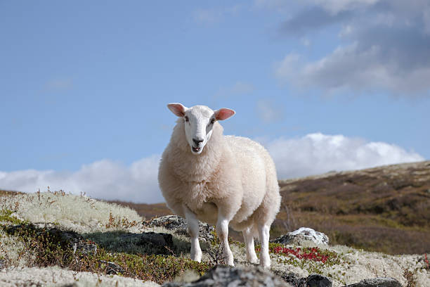 Sheep on the summer pastures. Sheep on the summer pastures. Reindeer lichen and heather.   Rondane National Park, Norway. sheep flock stock pictures, royalty-free photos & images