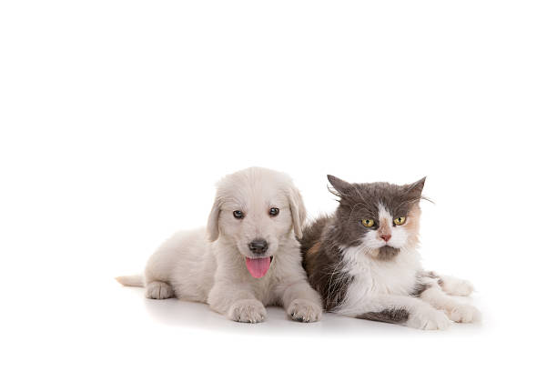 istock beautiful cat and dog 184403859