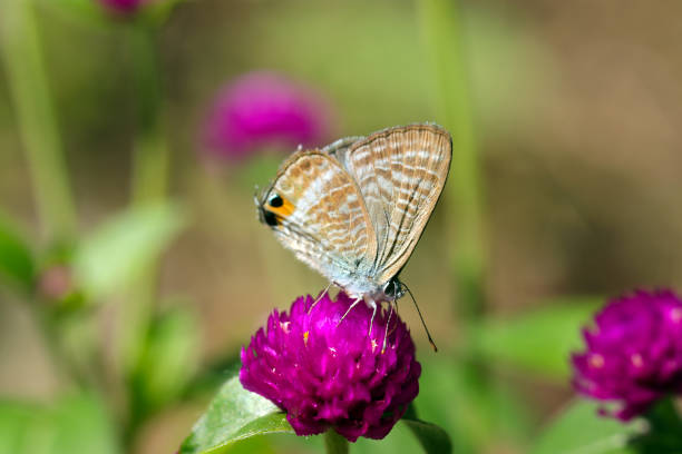 Long-tailed Blue (Lampides boeticus) butterfly sucking nectar from a white flower of Globe amaranth (Sunny outdoor closeup macro photograph)