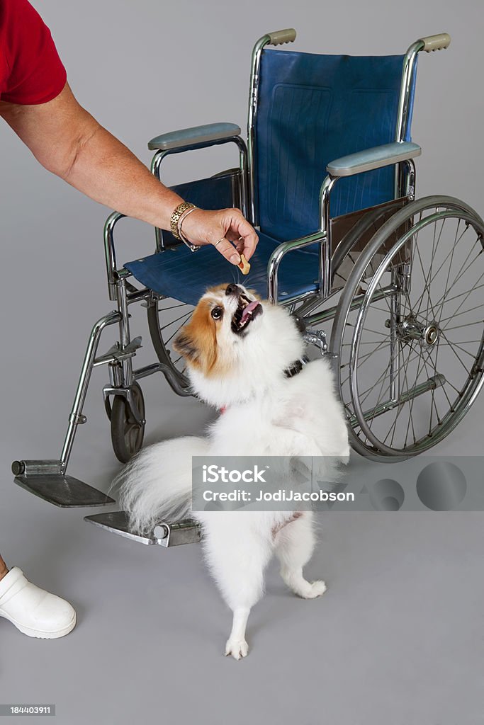 Bi color pomeranio terapia de perro - Foto de stock de Actividad libre de derechos