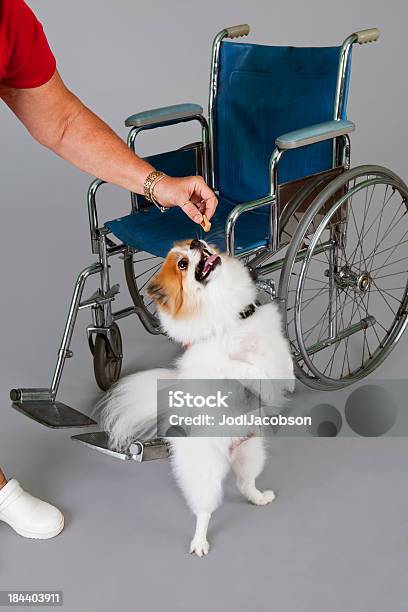 Bi Color Pomeranio Terapia De Perro Foto de stock y más banco de imágenes de Actividad - Actividad, Animal, Animal de servicio