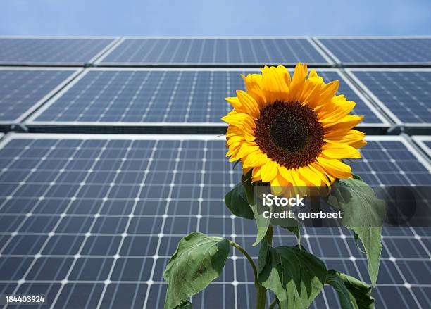 Solar Panel Mit Einer Sonnenblume Stockfoto und mehr Bilder von Sonnenblume - Sonnenblume, Sonnenkollektor, Sonnenenergie