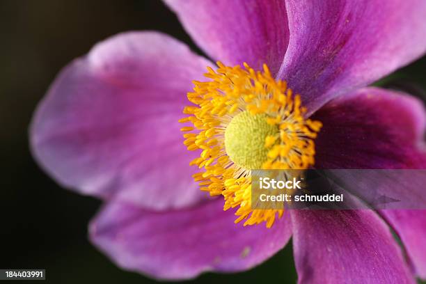 핑크 가을맞이 아네모네 0명에 대한 스톡 사진 및 기타 이미지 - 0명, 꽃 나무, 꽃 한송이